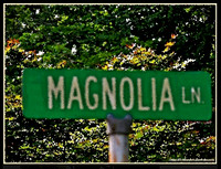 "Magnolia Lane"- Oak Ridge Library Exhibit -February 2017
